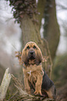 Bloodhound puppy