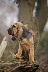 Bloodhound puppy