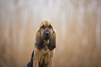 Bloodhound puppy