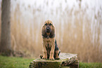 Bloodhound puppy