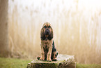Bloodhound puppy