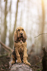 Bloodhound puppy