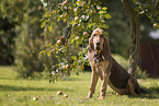 Bloodhound
