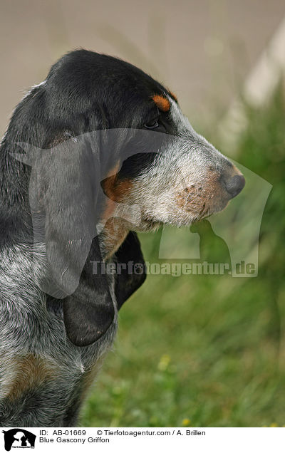Blue Gascony Griffon / AB-01669