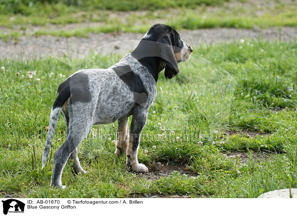 Blue Gascony Griffon / AB-01670
