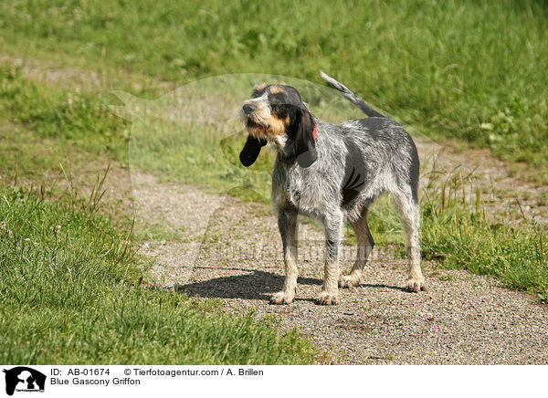 Blue Gascony Griffon / AB-01674