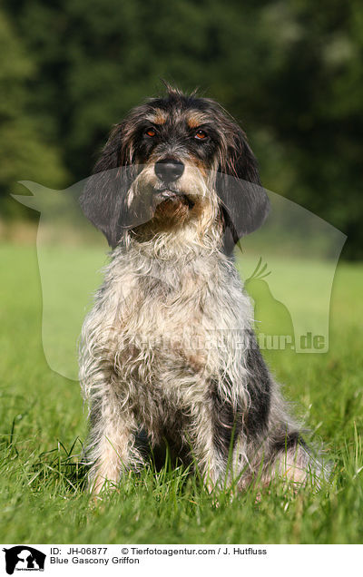 Griffon bleu de Gascogne / Blue Gascony Griffon / JH-06877