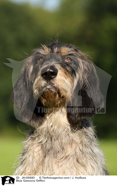Blue Gascony Griffon / JH-06880