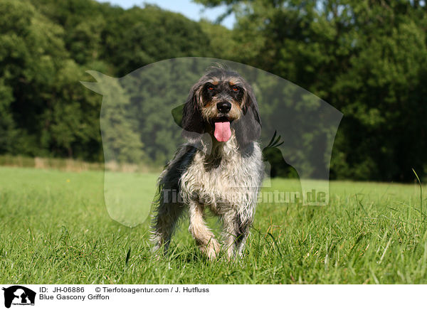 Blue Gascony Griffon / JH-06886