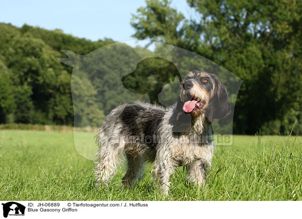 Griffon bleu de Gascogne / Blue Gascony Griffon / JH-06889