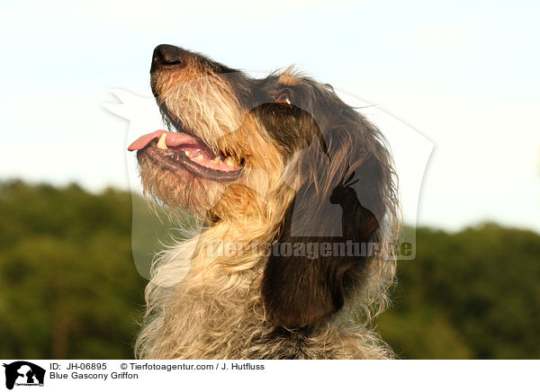 Blue Gascony Griffon / JH-06895