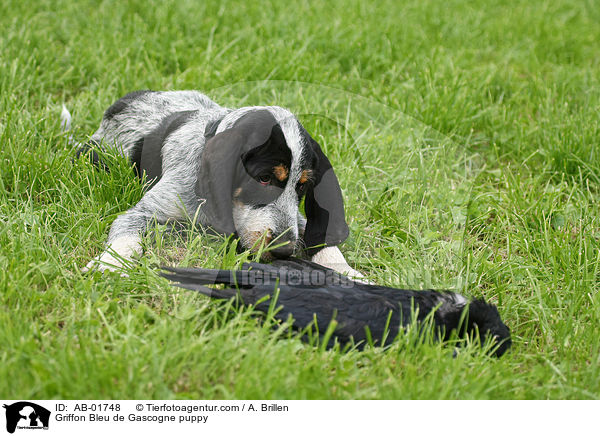 Griffon Bleu de Gascogne Welpe / Griffon Bleu de Gascogne puppy / AB-01748