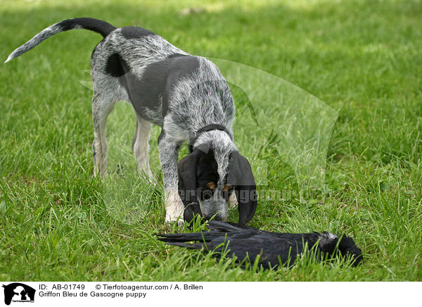 Griffon Bleu de Gascogne puppy / AB-01749