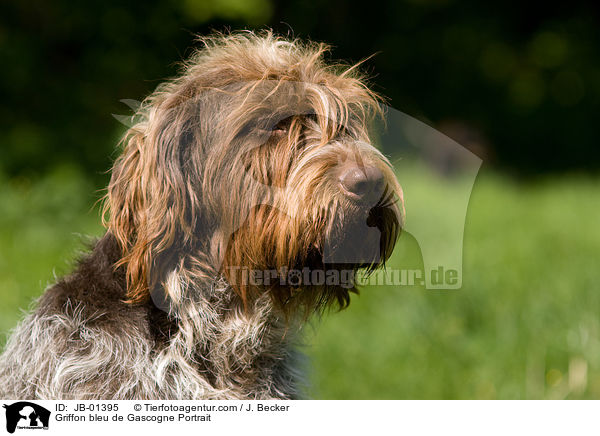 Griffon bleu de Gascogne Portrait / Griffon bleu de Gascogne Portrait / JB-01395