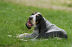 Griffon Bleu de Gascogne puppy