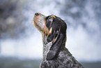 Griffon bleu de Gascogne Puppy