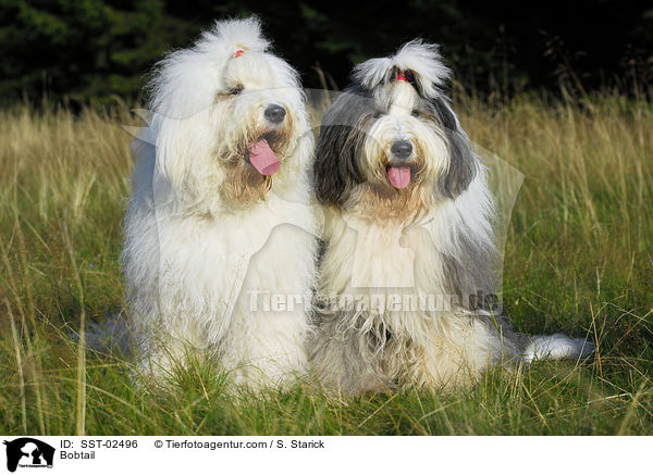 Bobtail / Bobtail / SST-02496