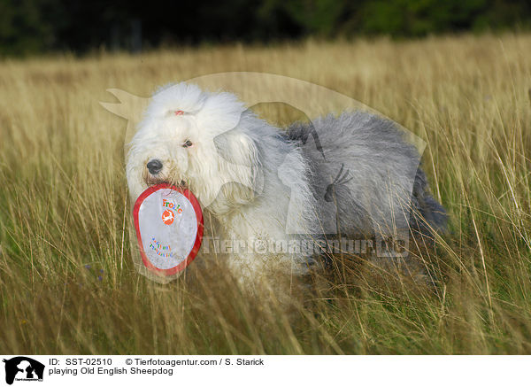 playing Old English Sheepdog / SST-02510