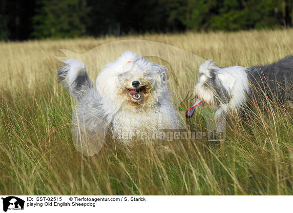 playing Old English Sheepdog / SST-02515