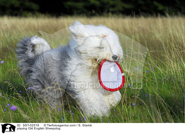 playing Old English Sheepdog / SST-02518