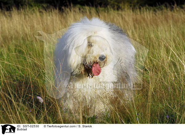 Bobtail / Bobtail / SST-02530