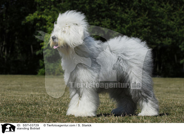 stehender Bobtail / standing Bobtail / SST-03729