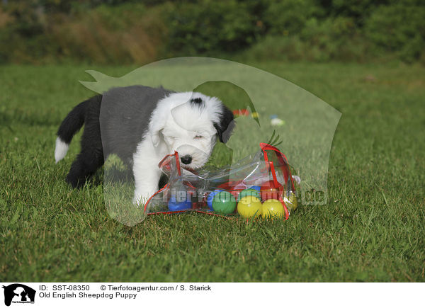 Bobtail Welpe / Old English Sheepdog Puppy / SST-08350