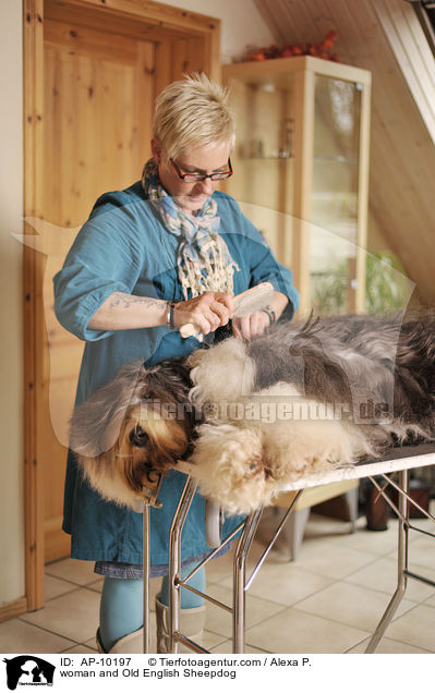 Frau und Bobtail / woman and Old English Sheepdog / AP-10197