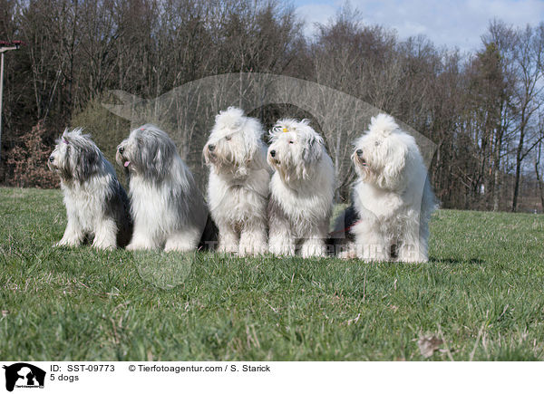 5 Hunde / 5 dogs / SST-09773