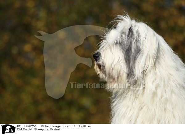 Bobtail portrait / Old English Sheepdog Portrait / JH-26251