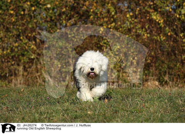 rennender Bobtail / running Old English Sheepdog / JH-26274