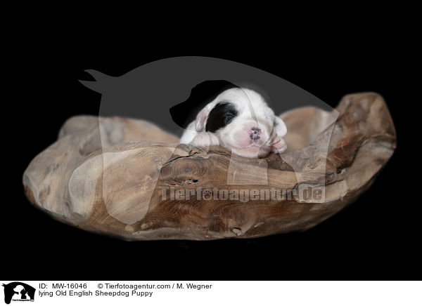 liegender Bobtail Welpe / lying Old English Sheepdog Puppy / MW-16046