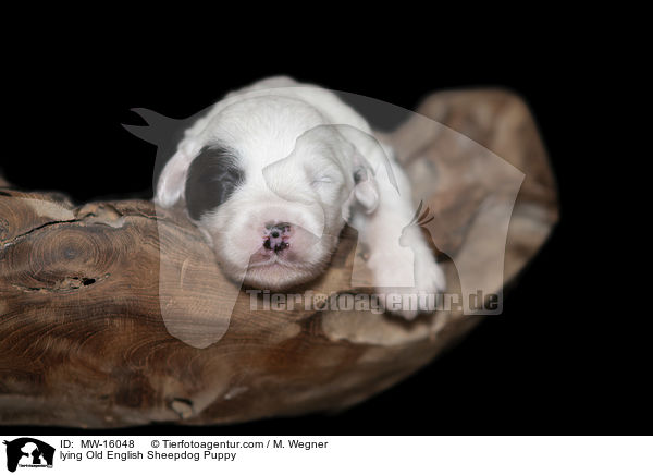 liegender Bobtail Welpe / lying Old English Sheepdog Puppy / MW-16048