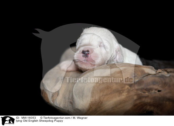 liegender Bobtail Welpe / lying Old English Sheepdog Puppy / MW-16053