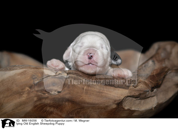 liegender Bobtail Welpe / lying Old English Sheepdog Puppy / MW-16056