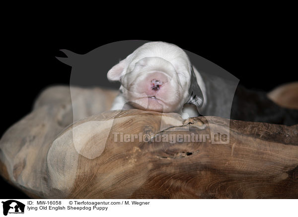 liegender Bobtail Welpe / lying Old English Sheepdog Puppy / MW-16058