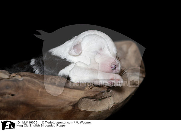 liegender Bobtail Welpe / lying Old English Sheepdog Puppy / MW-16059