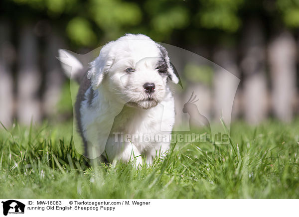 running Old English Sheepdog Puppy / MW-16083