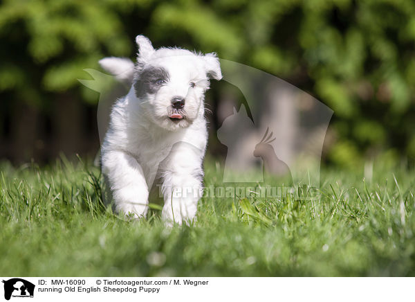 running Old English Sheepdog Puppy / MW-16090