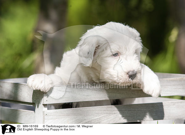 Bobtail Welpe in der Kiste / Old English Sheepdog Puppy in the box / MW-16169