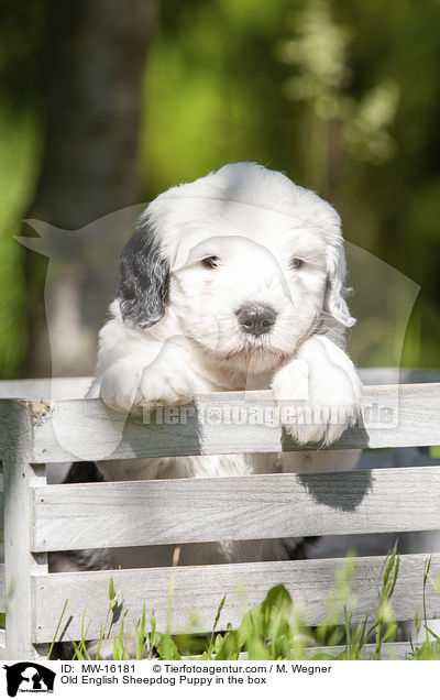 Bobtail Welpe in der Kiste / Old English Sheepdog Puppy in the box / MW-16181