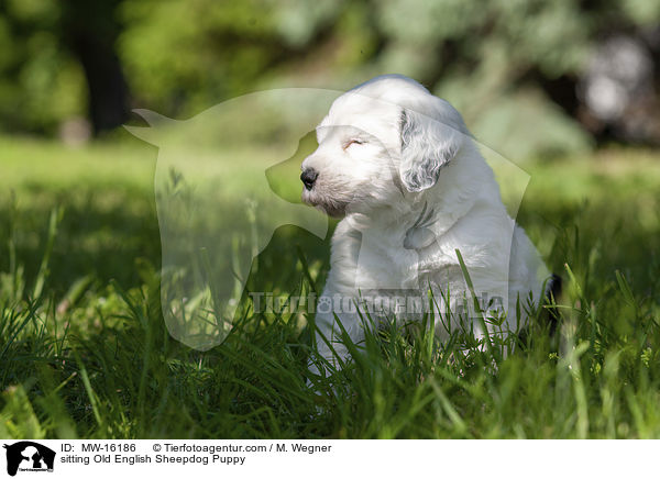 sitzender Bobtail Welpe / sitting Old English Sheepdog Puppy / MW-16186