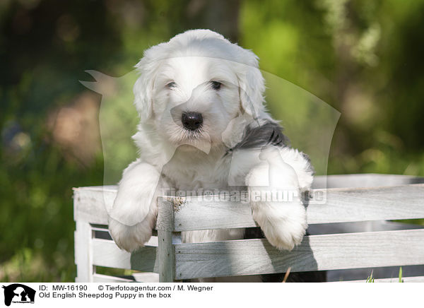 Bobtail Welpe in der Kiste / Old English Sheepdog Puppy in the box / MW-16190