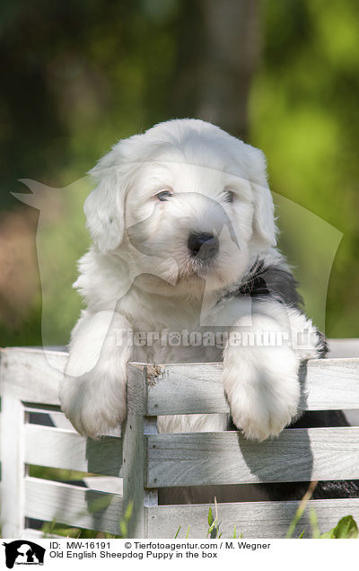 Bobtail Welpe in der Kiste / Old English Sheepdog Puppy in the box / MW-16191