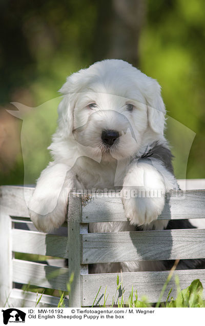 Bobtail Welpe in der Kiste / Old English Sheepdog Puppy in the box / MW-16192