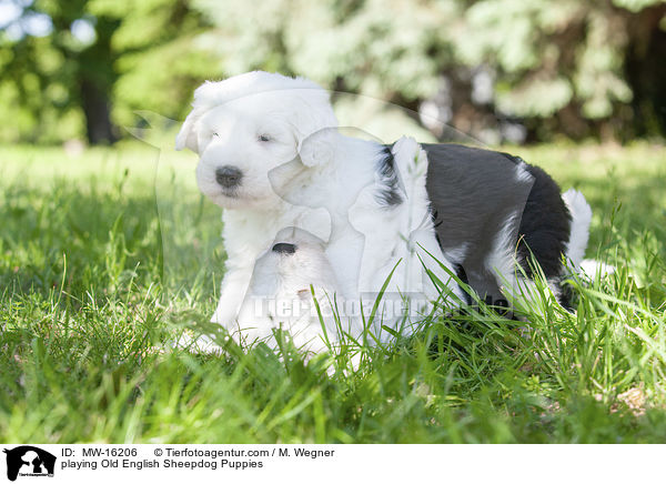spielende Bobtail Welpen / playing Old English Sheepdog Puppies / MW-16206
