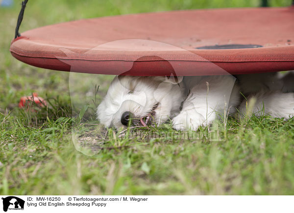 liegender Bobtail Welpe / lying Old English Sheepdog Puppy / MW-16250