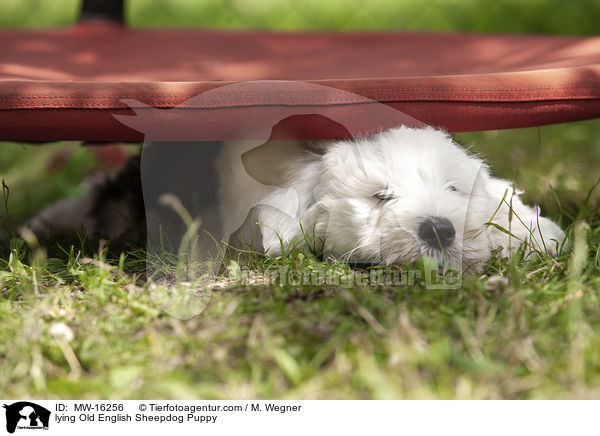 liegender Bobtail Welpe / lying Old English Sheepdog Puppy / MW-16256