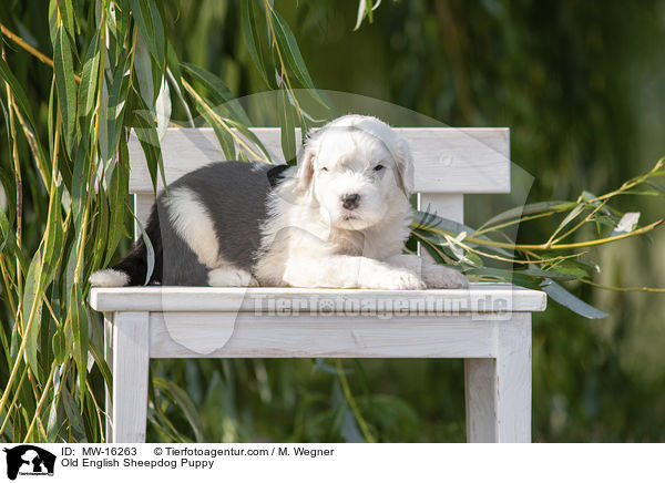 Bobtail Welpe / Old English Sheepdog Puppy / MW-16263