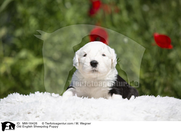 Bobtail Welpe / Old English Sheepdog Puppy / MW-16426